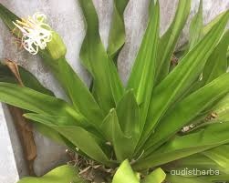 Crinum asiaticum leaf1.jpg